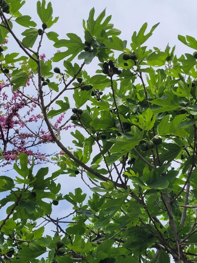 דירות Kallithea  Anris & Dianas Dom - In A Quiet Part Of The Center מראה חיצוני תמונה